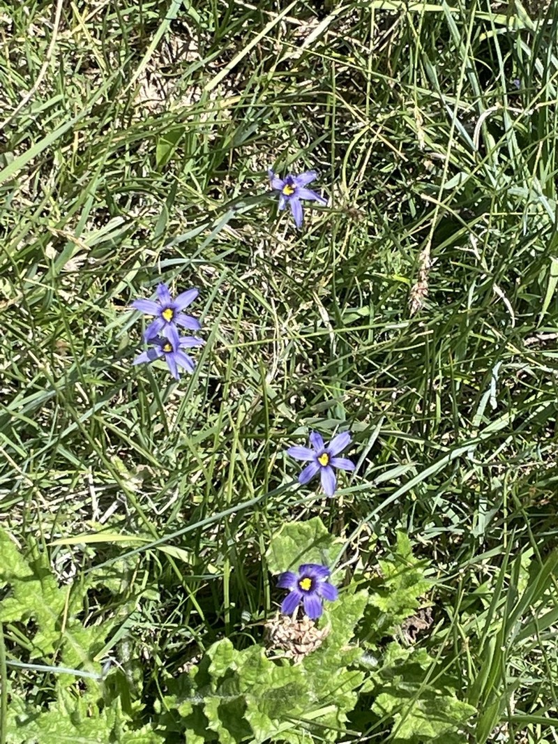 Nevada Blue-Eyed Grass photo 6