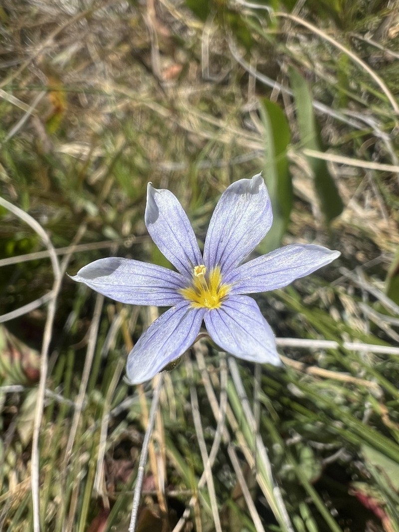 Nevada Blue-Eyed Grass photo 7
