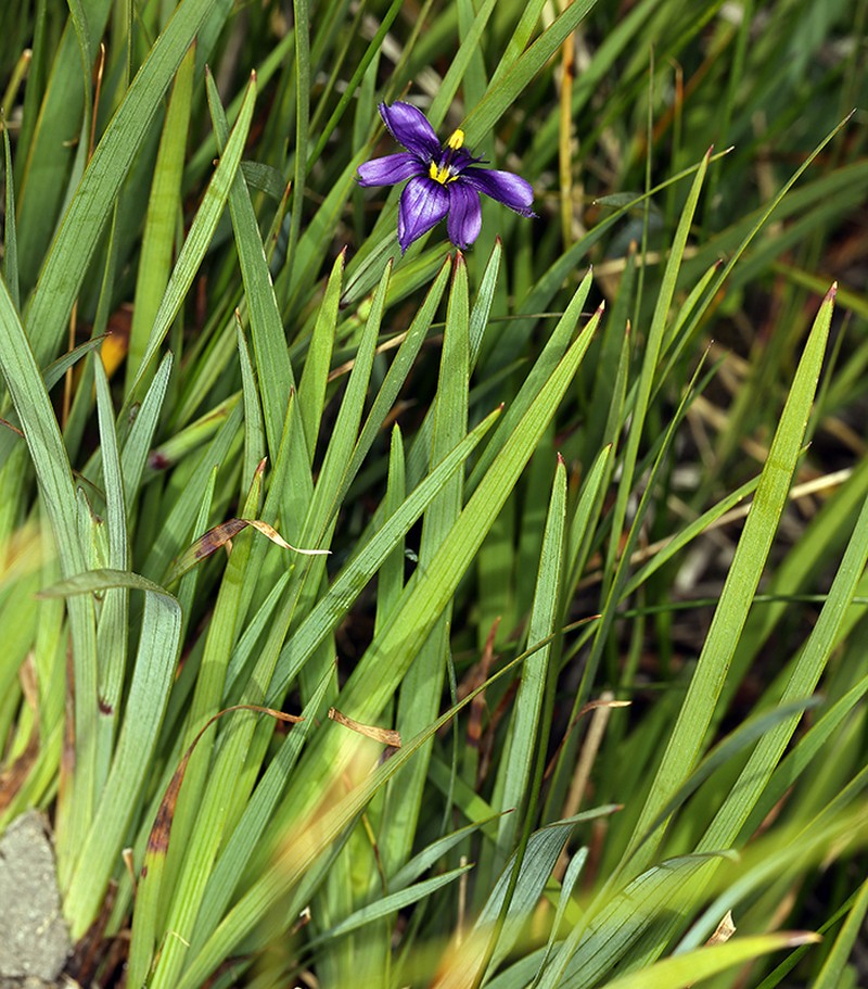 Nevada Blue-Eyed Grass photo 8