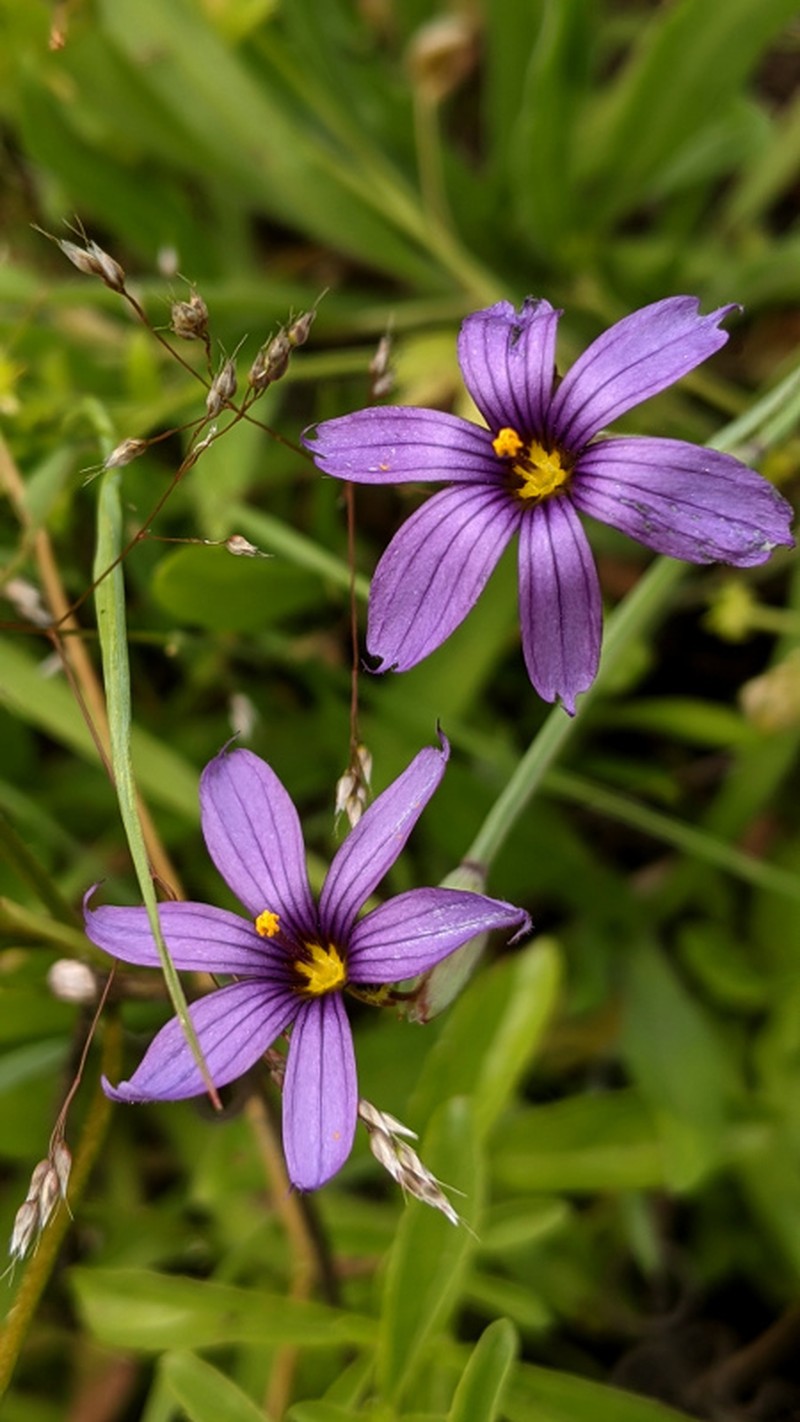 Hitchcock's Blue-Eyed Grass