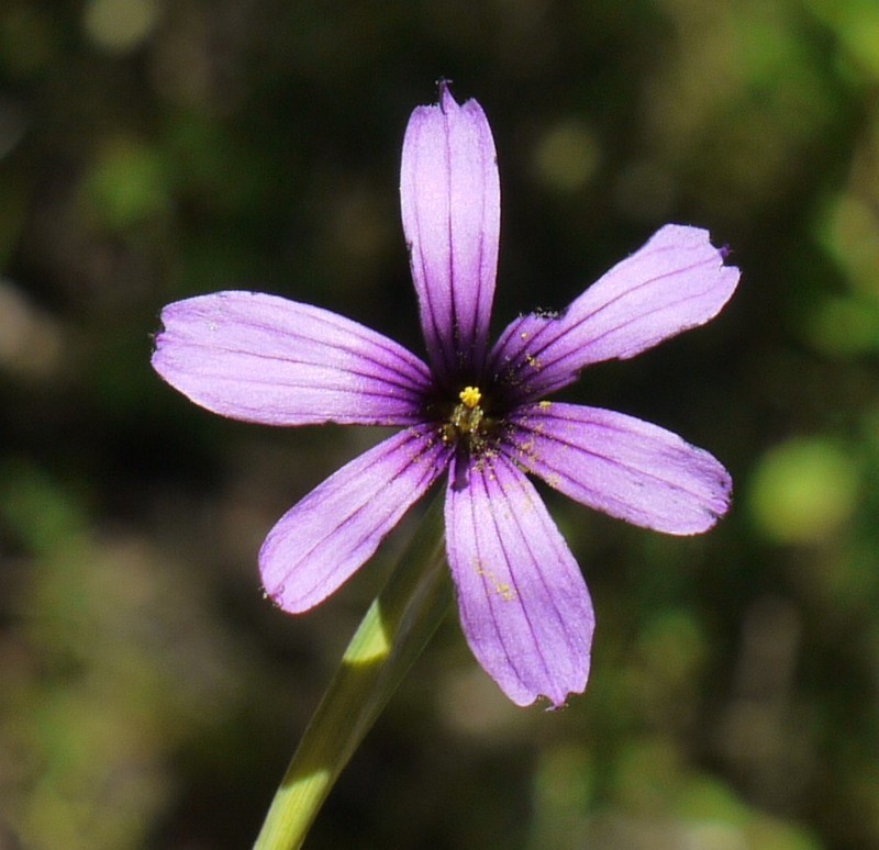 Hitchcock's Blue-Eyed Grass photo 2