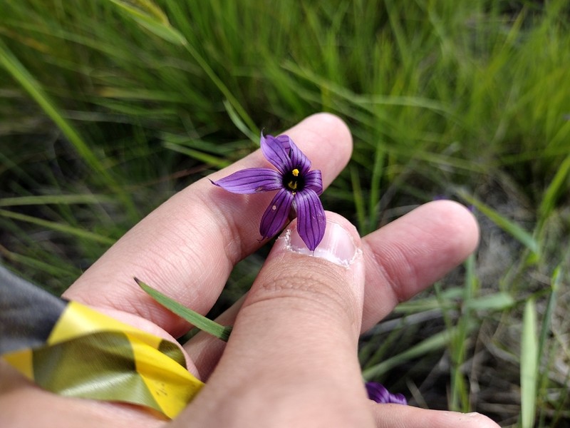 Hitchcock's Blue-Eyed Grass photo 3