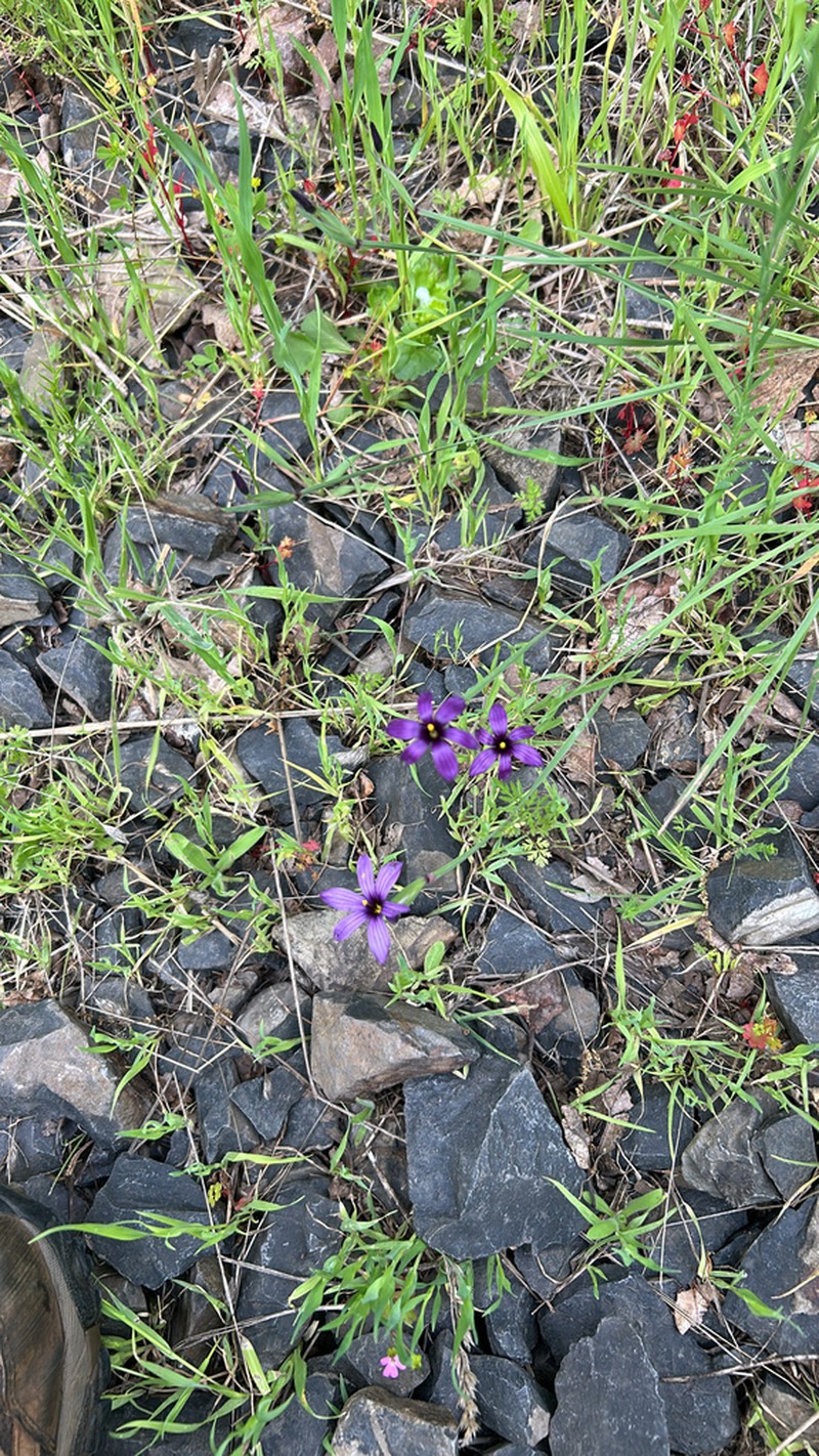 Hitchcock's Blue-Eyed Grass photo 4