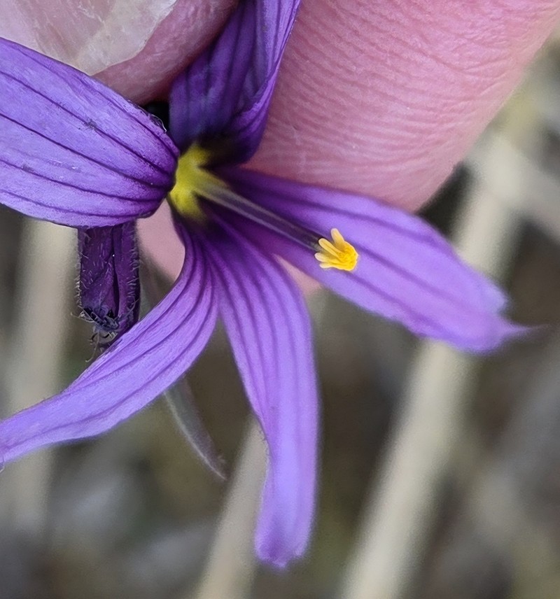 Hitchcock's Blue-Eyed Grass photo 5