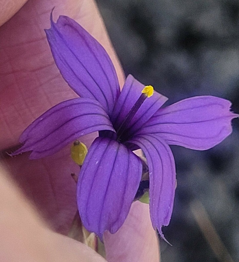 Hitchcock's Blue-Eyed Grass photo 6
