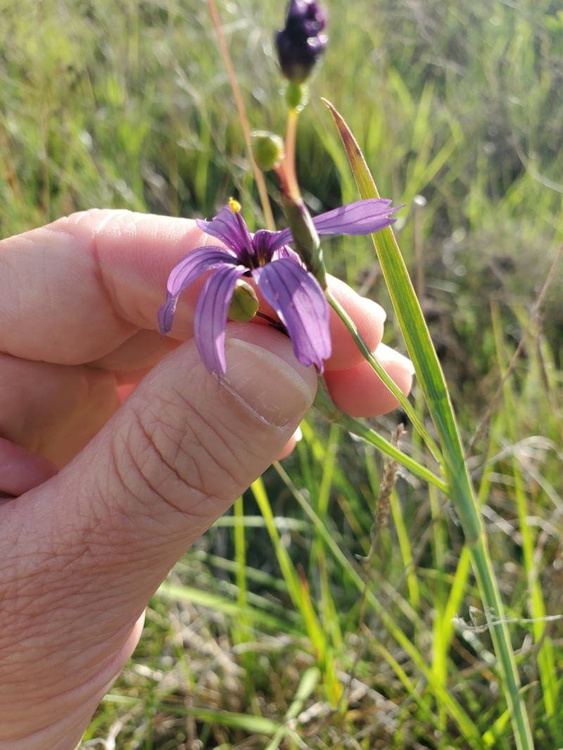 Hitchcock's Blue-Eyed Grass photo 7