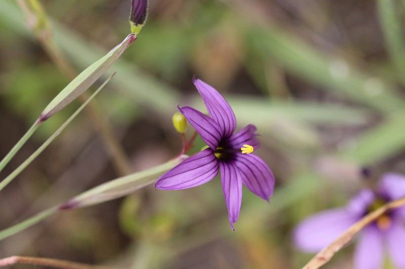 Hitchcock's Blue-Eyed Grass photo 8