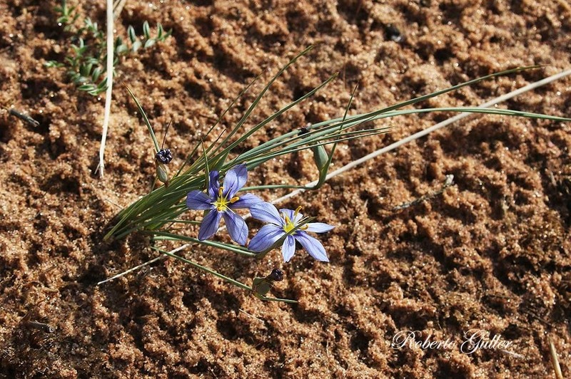 Sisyrinchium humahuacense