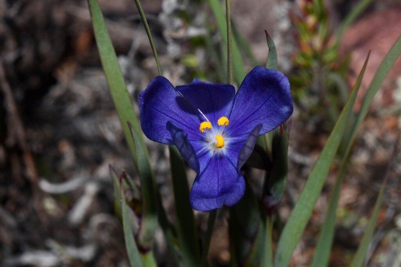 Sisyrinchium humahuacense photo 2
