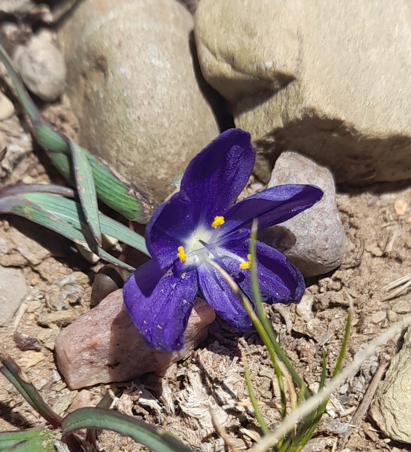 Sisyrinchium humahuacense photo 3