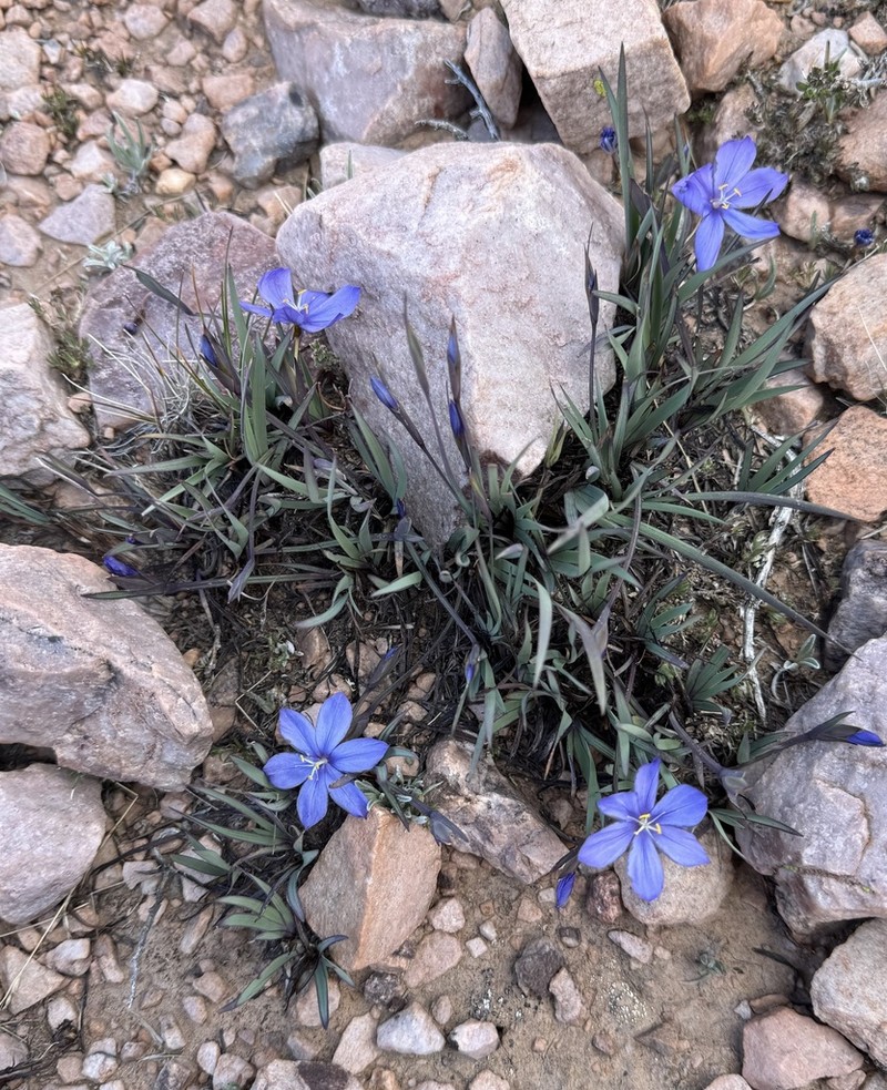 Sisyrinchium humahuacense photo 4