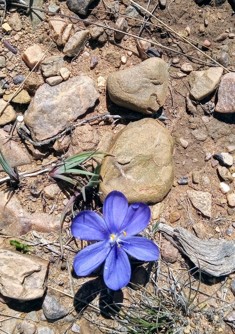 Sisyrinchium humahuacense photo 5