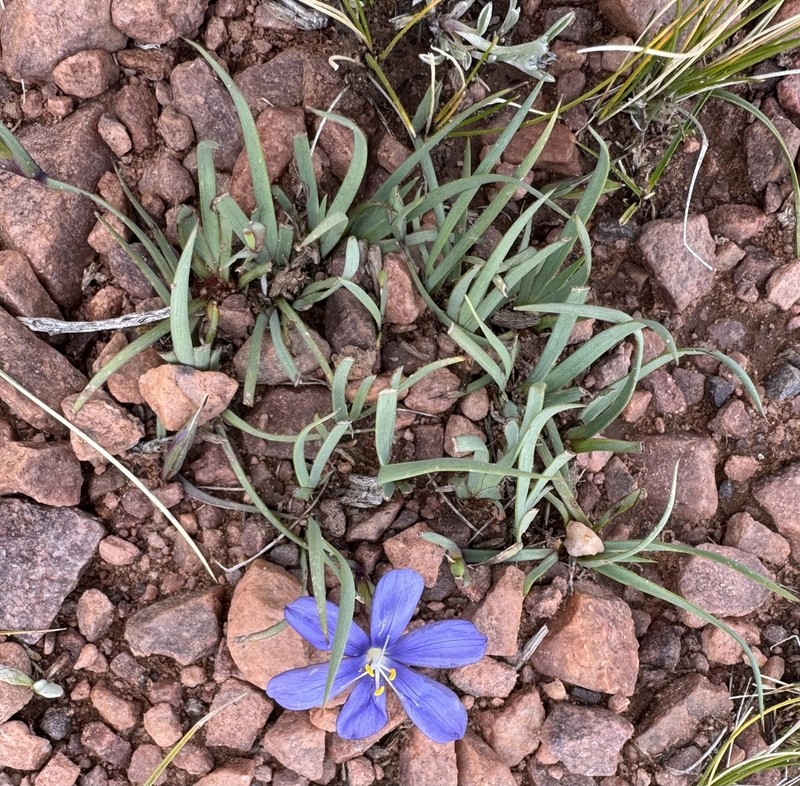 Sisyrinchium humahuacense photo 6