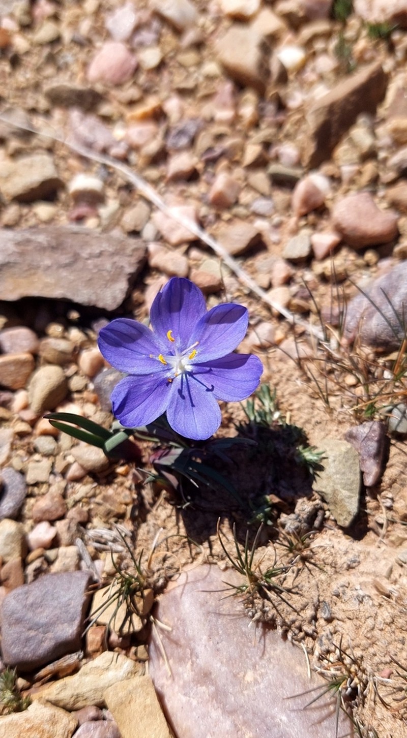 Sisyrinchium humahuacense photo 7