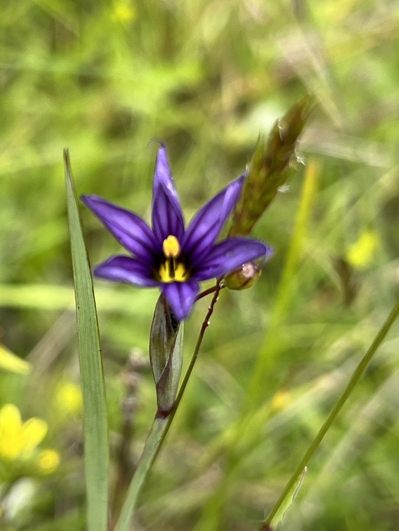 Idaho Blue-Eyed Grass photo 3