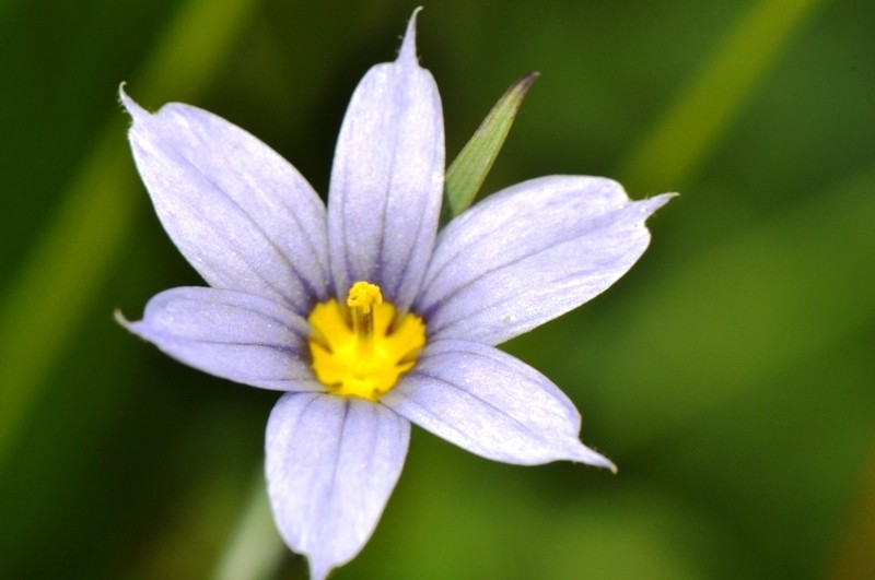 Idaho Blue-Eyed Grass photo 4
