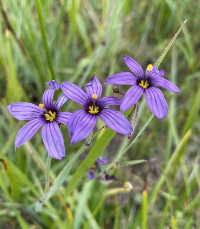 Idaho Blue-Eyed Grass photo 5