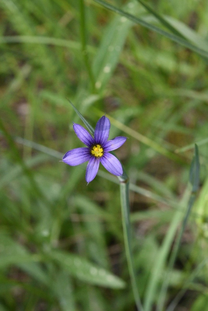 Idaho Blue-Eyed Grass photo 6