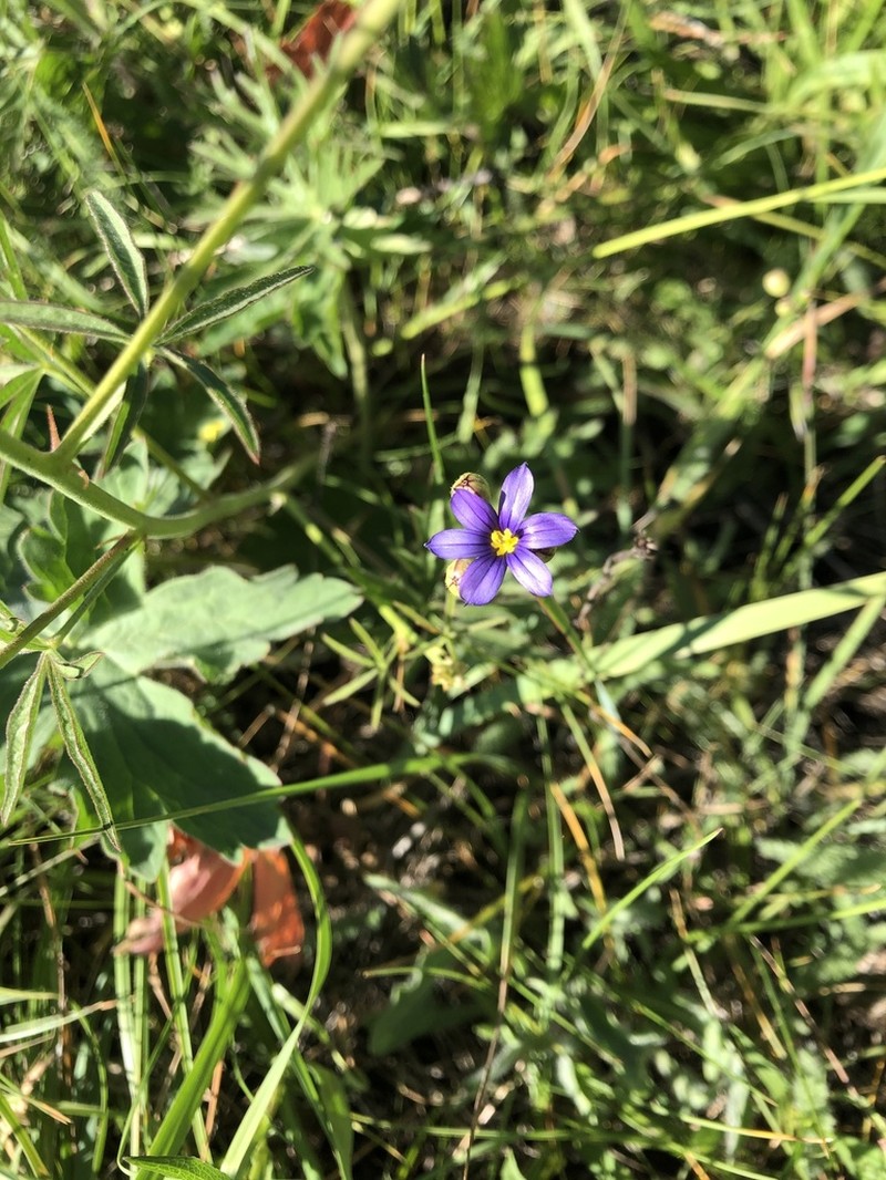 Idaho Blue-Eyed Grass photo 7