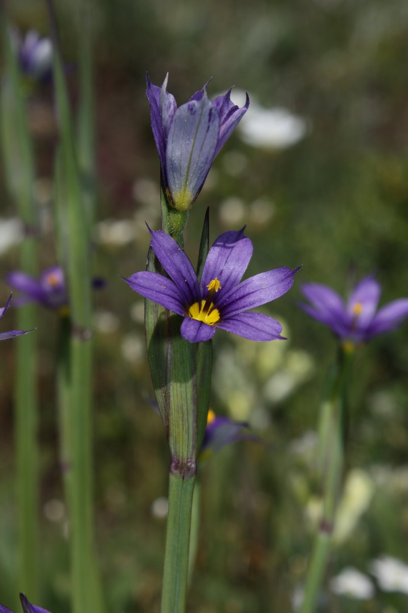 Idaho Blue-Eyed Grass