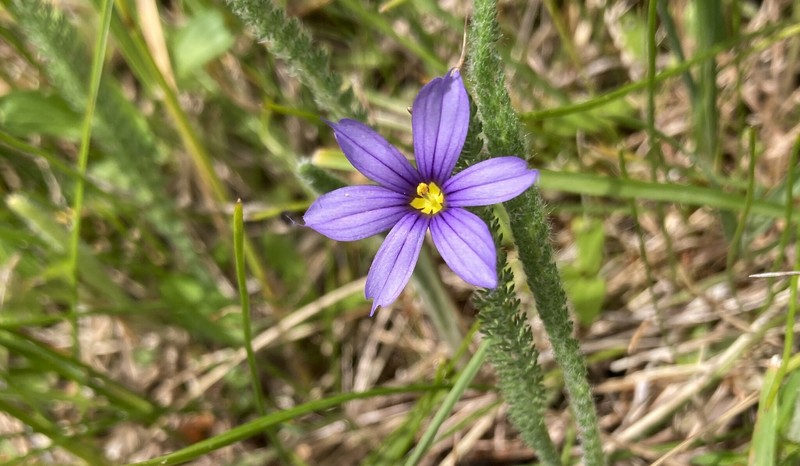 Sisyrinchium idahoense var. idahoense