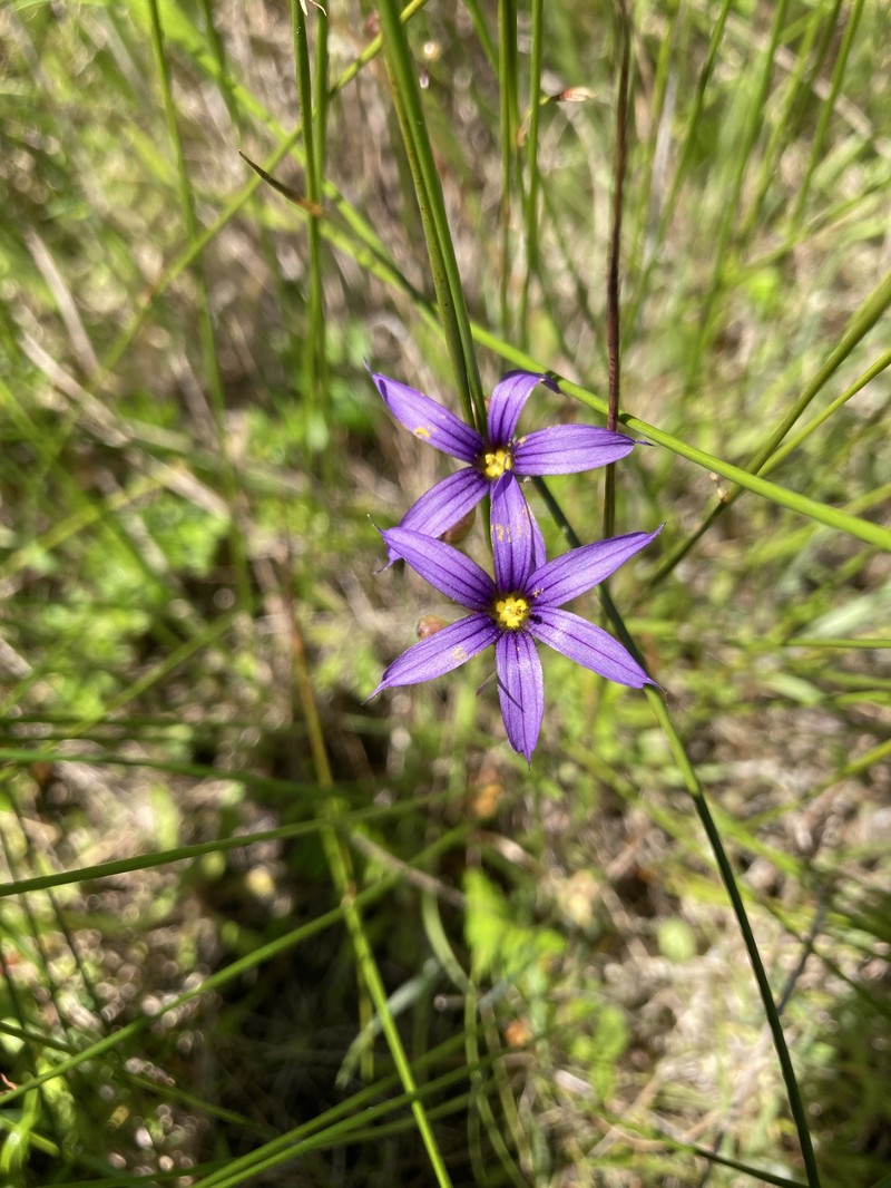 Sisyrinchium idahoense var. idahoense photo 2