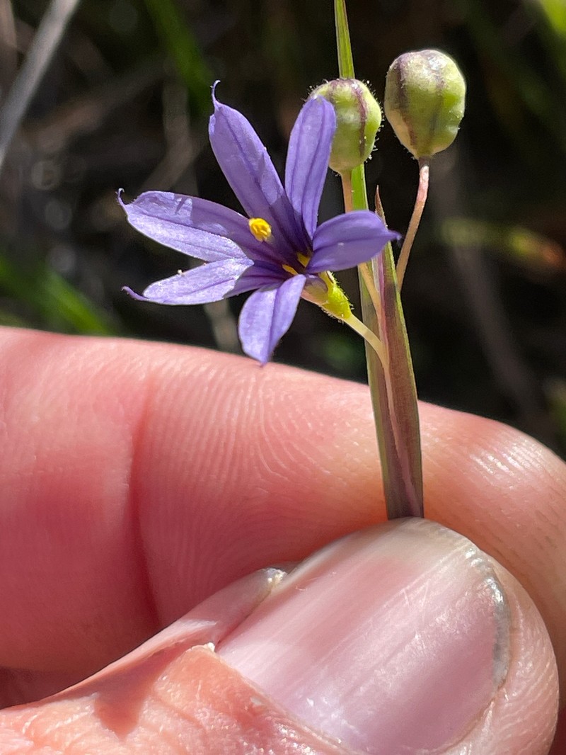 Sisyrinchium idahoense var. idahoense photo 3