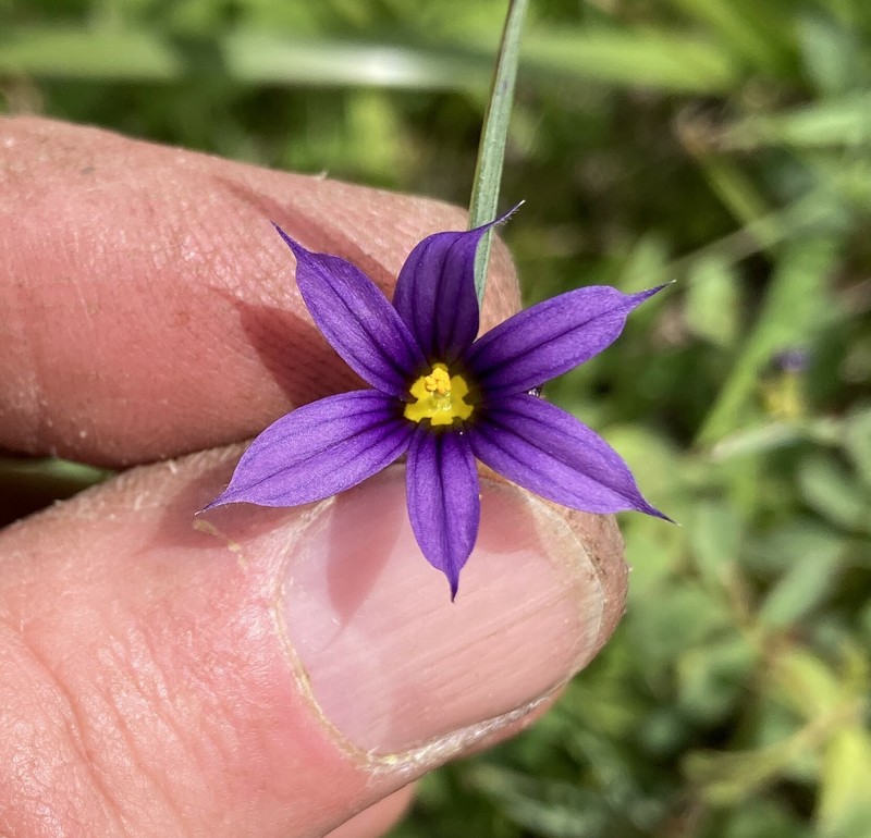 Sisyrinchium idahoense var. idahoense photo 4