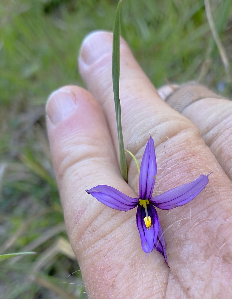 Sisyrinchium idahoense var. idahoense photo 5