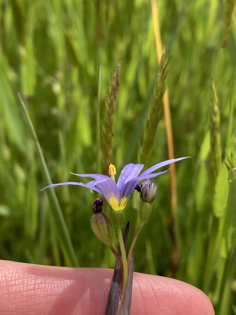 Sisyrinchium idahoense var. idahoense photo 6