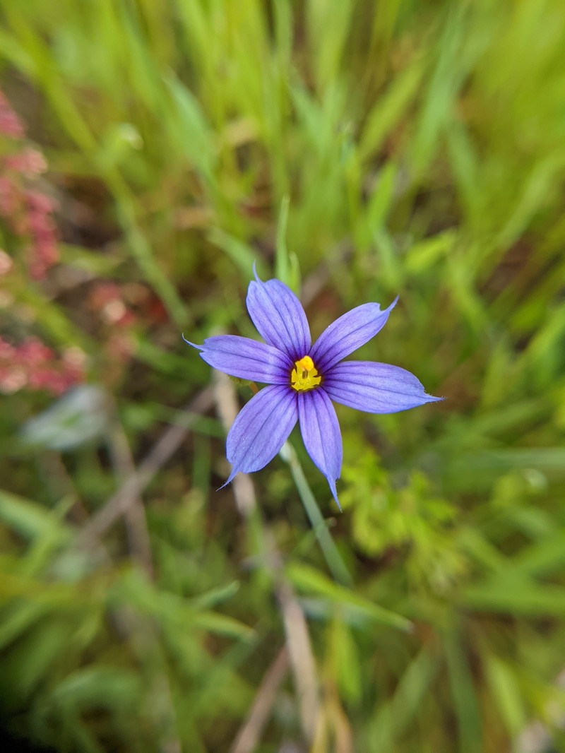Sisyrinchium idahoense var. idahoense photo 7