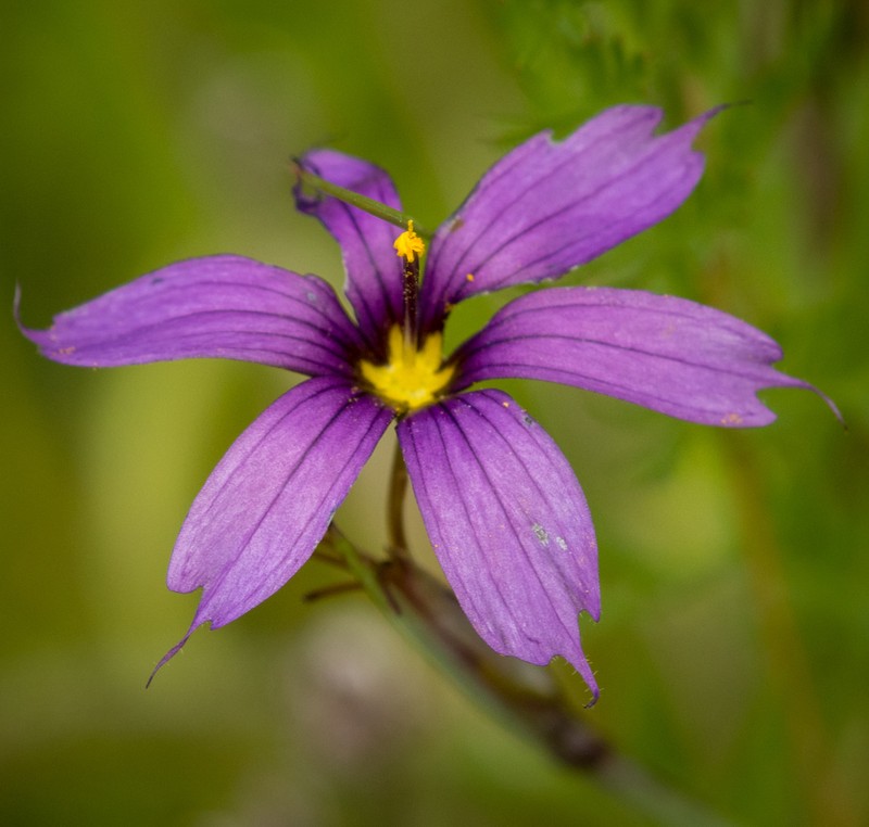 Sisyrinchium idahoense var. idahoense photo 8
