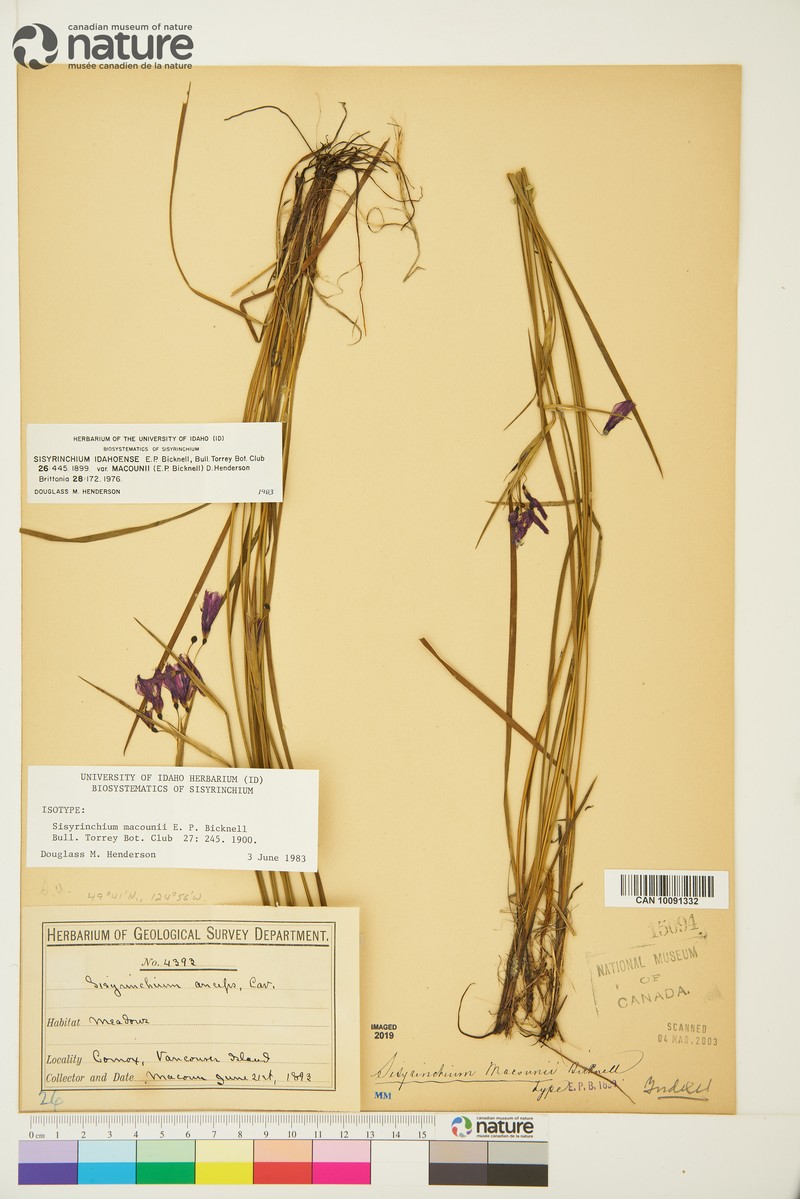Sisyrinchium idahoense var. macounii
