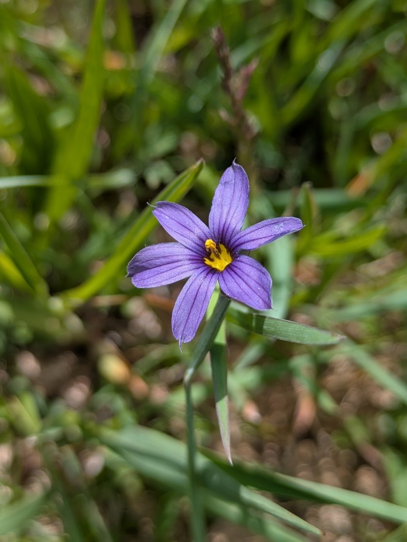 Sisyrinchium idahoense var. occidentale