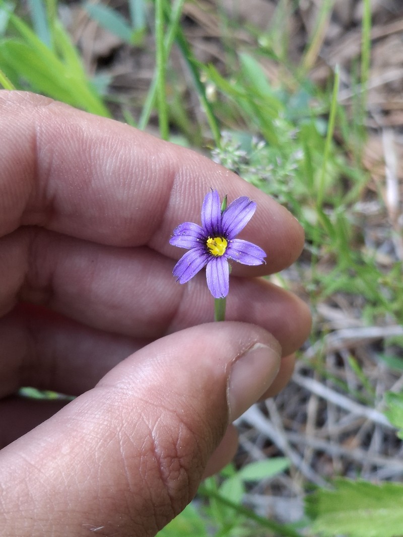 Sisyrinchium idahoense var. occidentale photo 2