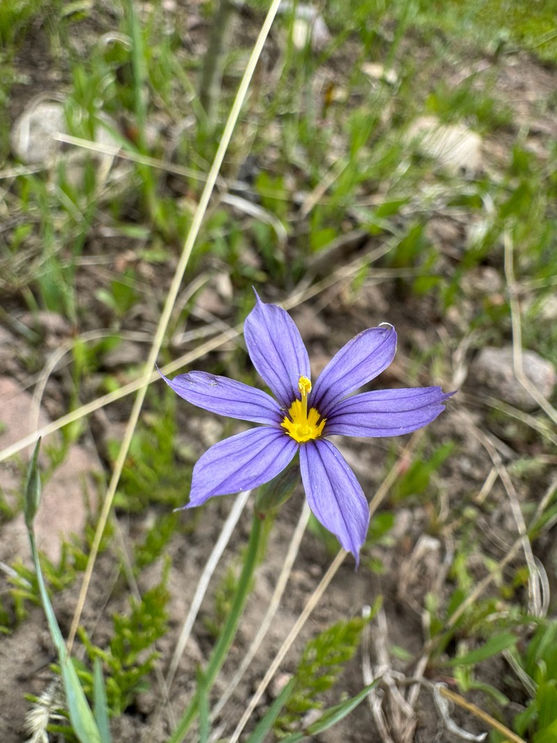 Sisyrinchium idahoense var. occidentale photo 3