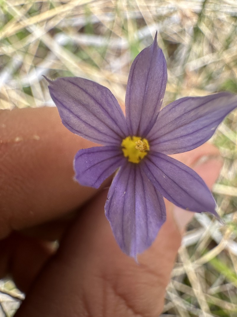 Sisyrinchium idahoense var. occidentale photo 4