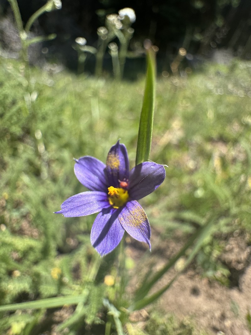 Sisyrinchium idahoense var. occidentale photo 5