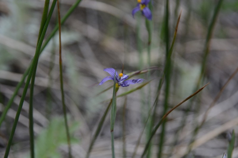 Sisyrinchium idahoense var. occidentale photo 6