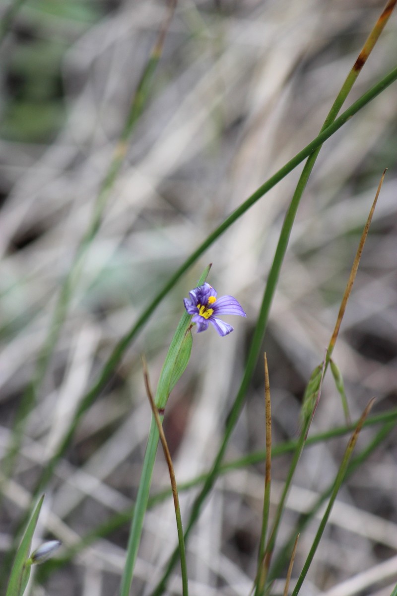 Sisyrinchium idahoense var. occidentale photo 7