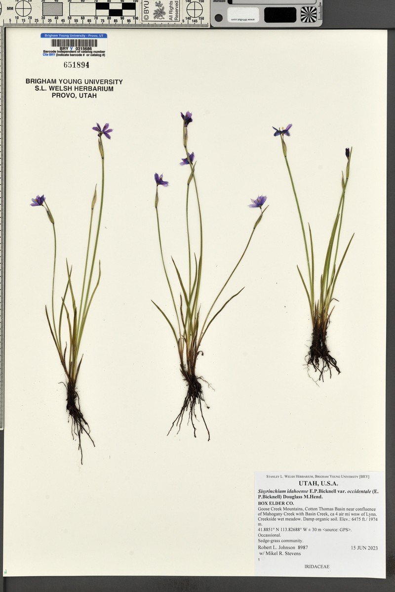 Sisyrinchium idahoense var. occidentale photo 8