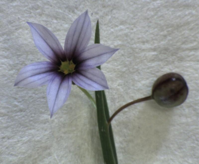 Spreading Blue-Eyed Grass