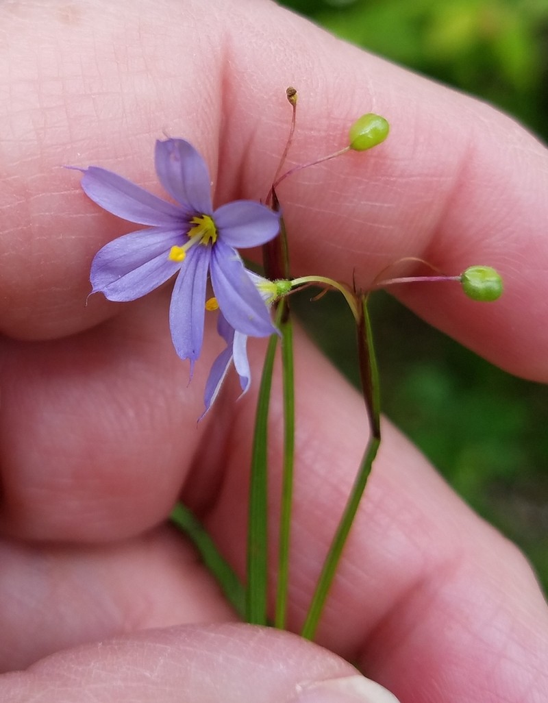Blueeyed Grass