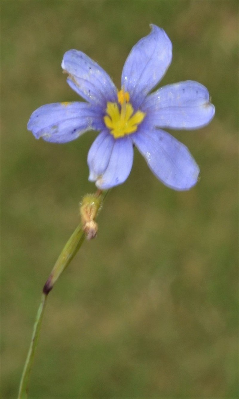 Blueeyed Grass photo 2