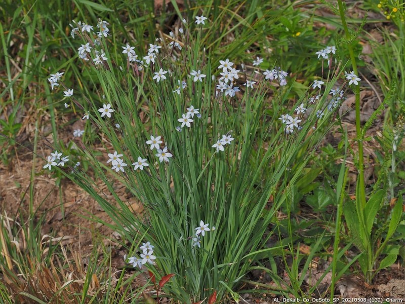 Blueeyed Grass photo 4