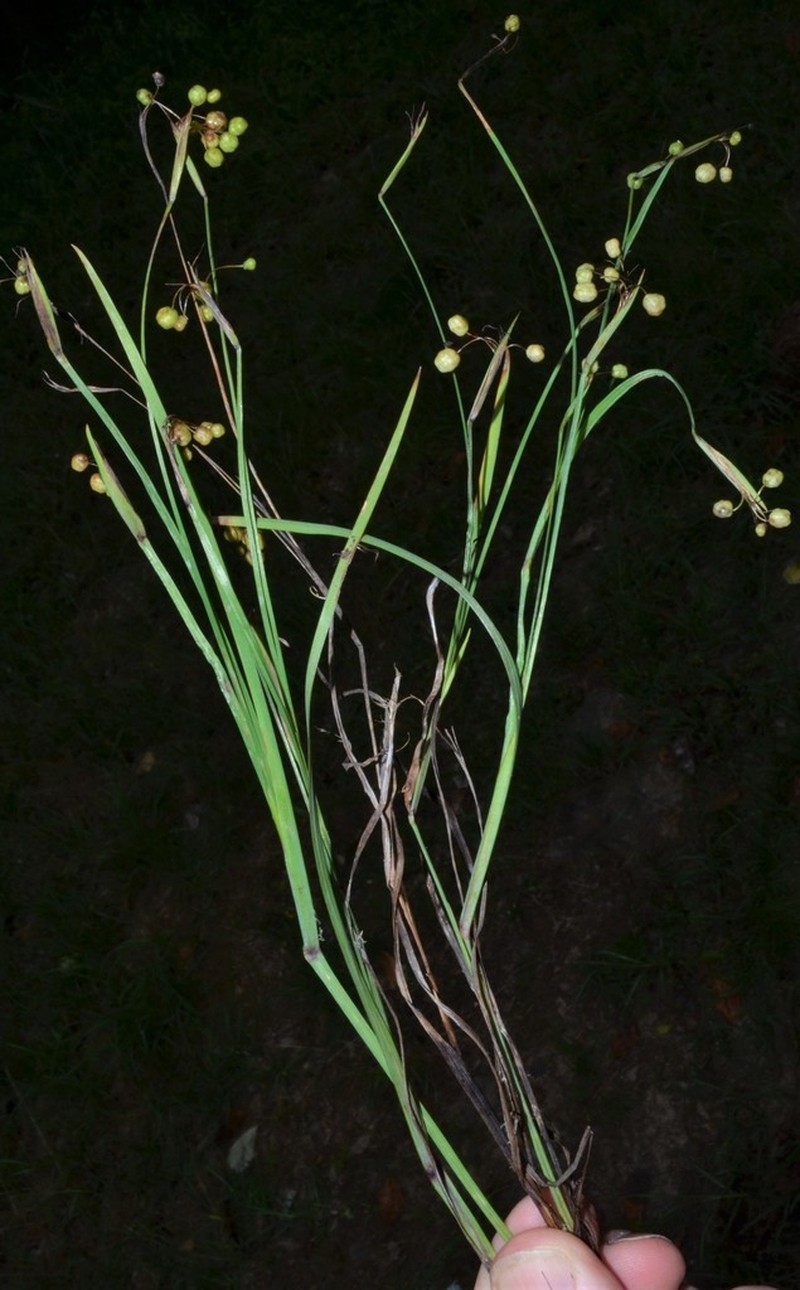 Blueeyed Grass photo 6