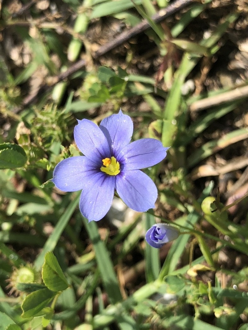 Blueeyed Grass photo 8