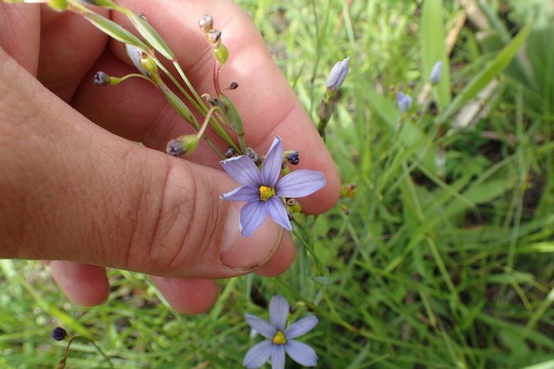 Roadside Blue-Eyed Grass photo 3