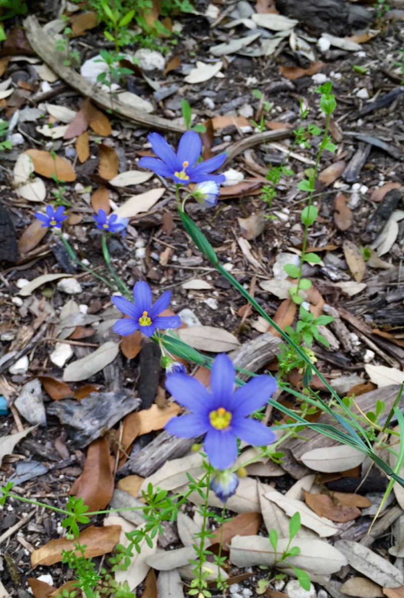 Roadside Blue-Eyed Grass photo 7