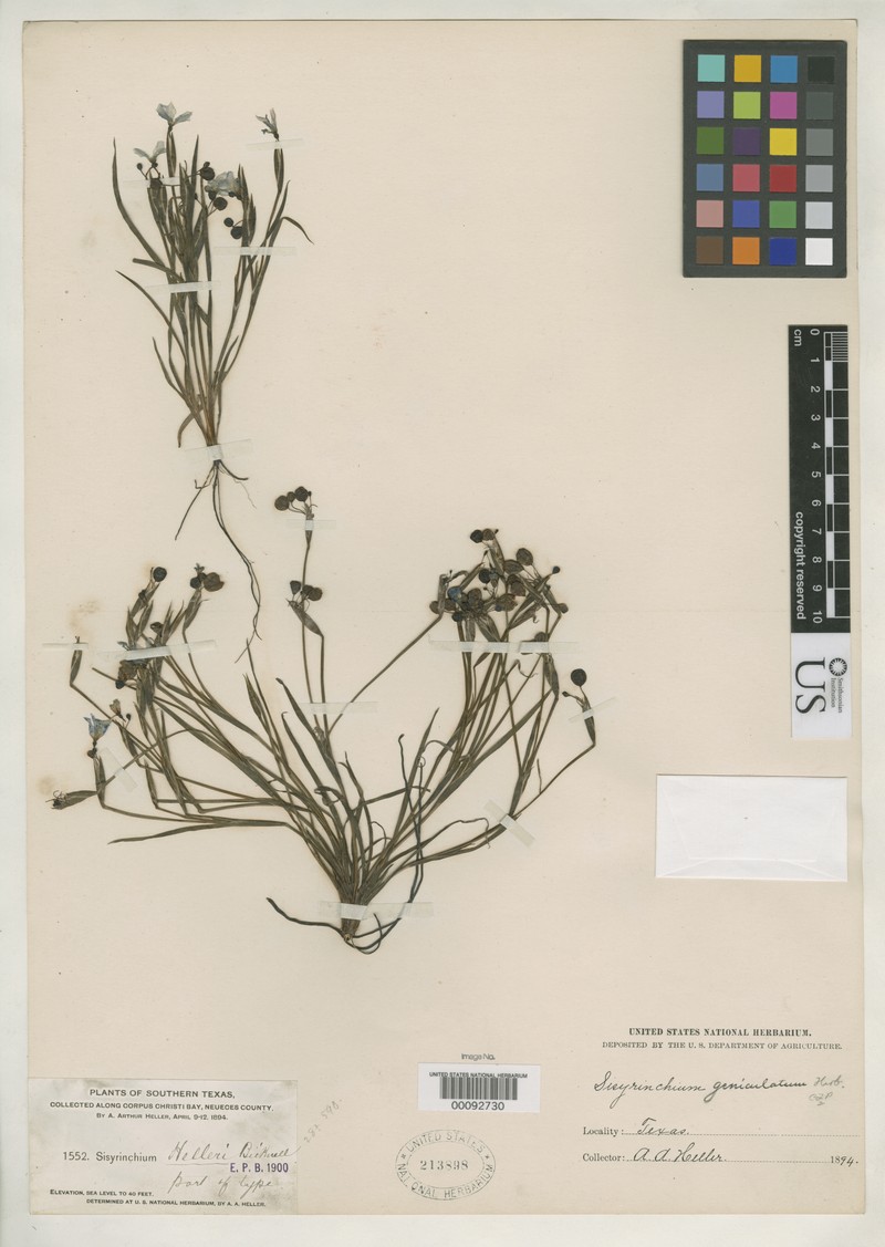 Roadside Blue-Eyed Grass